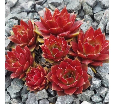 Sempervivum SUNCY