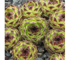 Sempervivum cantabricum subsp. guadarramense ex Las Torres de Pedriza, Spain 2000 m