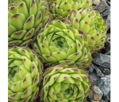 Sempervivum mont. subsp. stiriacum Rakousko, Korutany, V. Taury, Glocknergr., Schönewand