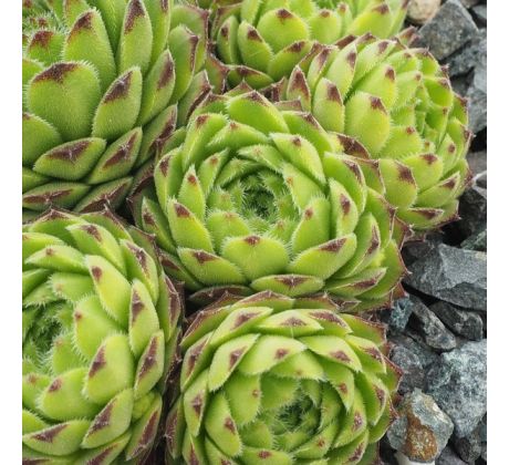 Sempervivum mont. subsp. stiriacum Rakousko, Korutany, V. Taury, Glocknergr., Schönewand