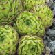 Sempervivum mont. subsp. stiriacum Rakousko, Korutany, V. Taury, Glocknergr., Schönewand