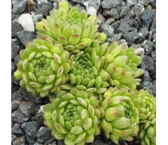 Sempervivum montanum subsp. montanum ex Breuil-Cervinia, Italy