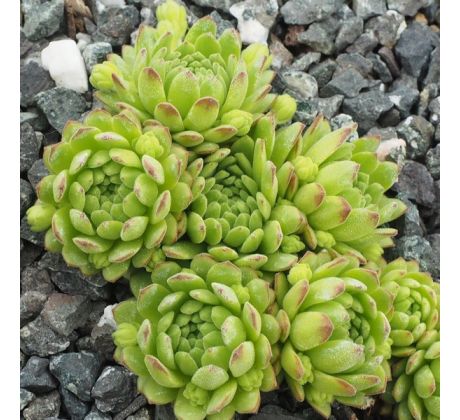 Sempervivum montanum subsp. montanum ex Breuil-Cervinia, Italy