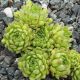 Sempervivum montanum subsp. montanum ex Breuil-Cervinia, Italy