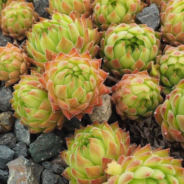 sempervivum.sk - Sempervivum - Prírodné - Sempervivum marmoreum subsp ...