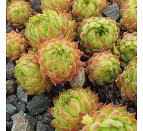 Sempervivum marmoreum subsp. reginae-amaliae ex Mount Kyllini (Ziria), Greece