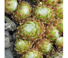 Sempervivum arachnoideum subsp. arachnoideum var. glabrescens ex La Flégére, Chamonix, France