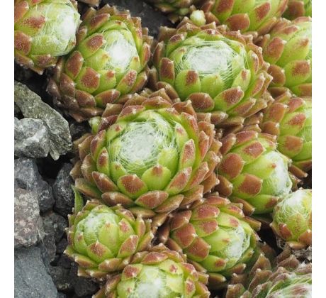 Sempervivum arachnoideum subsp. arachnoideum var. glabrescens ex La Flégére, Chamonix, France