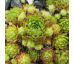 Sempervivum x funckii ex Locana, Orco Valley, Torino Province, Piedmont, Italy