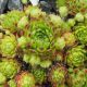 Sempervivum x funckii ex Locana, Orco Valley, Torino Province, Piedmont, Italy