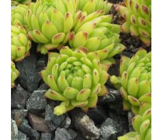 Sempervivum montanum subsp. montanum ex Andorra,