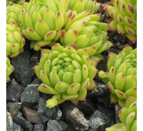 Sempervivum montanum subsp. montanum ex Andorra,