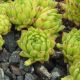 Sempervivum montanum subsp. montanum ex Andorra,