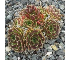 Sempervivum HAWESTA