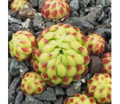 Jovibarba globifera subsp. allionii ex Alpes Maritimes, France