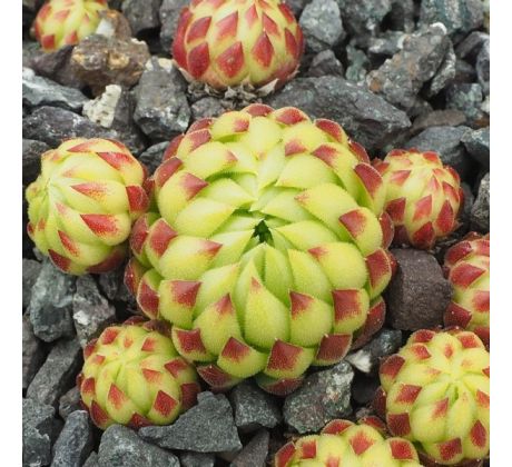 Jovibarba globifera subsp. allionii ex Alpes Maritimes, France