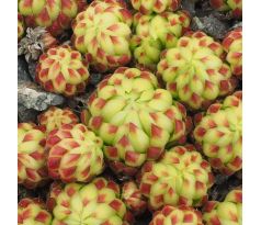 Jovibarba globifera subsp. allionii ex Col de la Cayoll