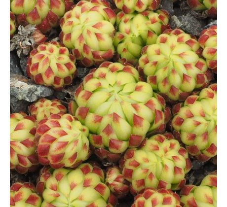 Jovibarba globifera subsp. allionii ex Col de la Cayoll