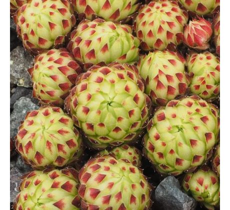 Jovibarba globifera subsp. allionii ex Piamprato, Italy