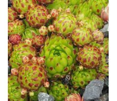 Jovibarba globifera subsp. arenaria