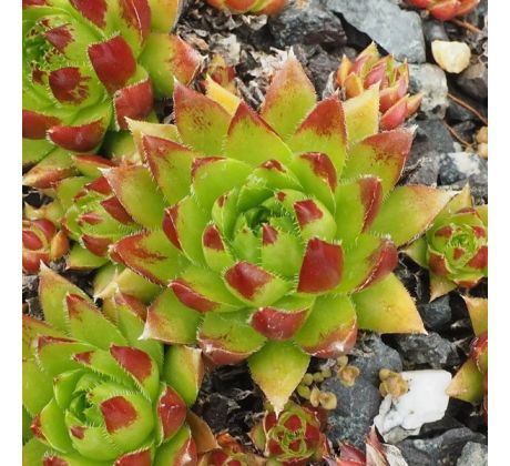 Jovibarba globifera subsp. hirta var. preissiana ex East Tyrol, Austria