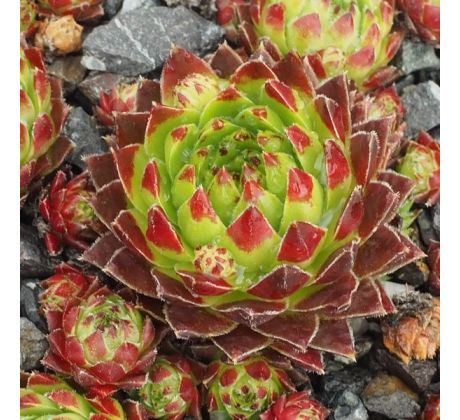 Jovibarba globifera subsp. hirta var. hirta ex Stratenská jaskyňa, Slovenský raj, Slovakia