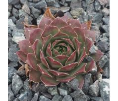 Sempervivum OPAL