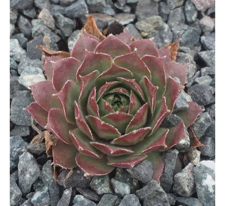 Sempervivum OPAL