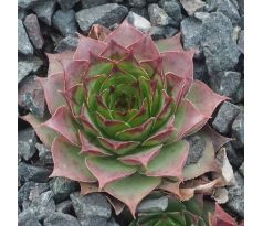 Sempervivum LITTLE TISHA