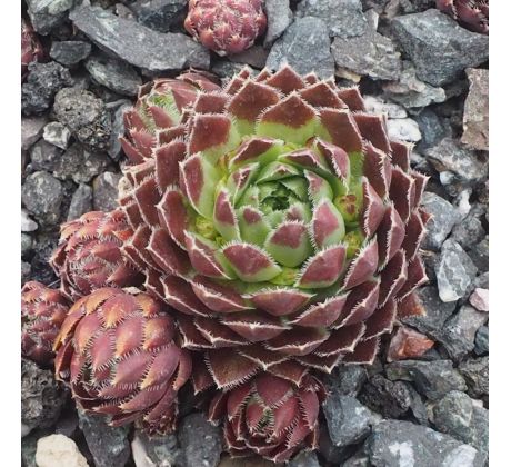 Jovibarba globiferum ssp. globiferum SUN ROCK