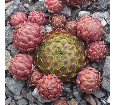 Jovibarba globiferum ssp globiferum GIRANDOLE