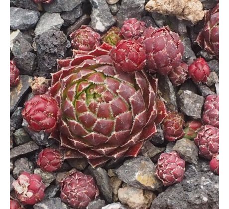 Jovibarba globiferum ssp hirtum RAYONNANT