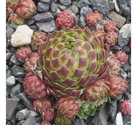 Jovibarba globiferum ssp. globiferum KLISTER