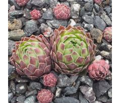 Jovibarba globiferum ssp. hirtum RAX