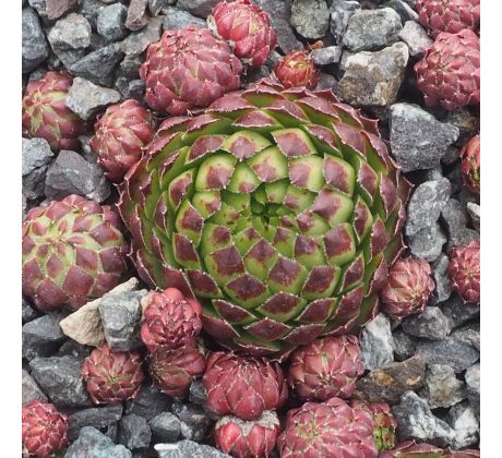 Jovibarba globiferum ssp. globiferum BRONZE GLOBE