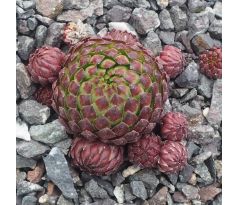 Jovibarba globiferum ssp. hirtum CLARETTE