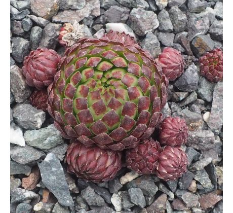 Jovibarba globiferum ssp. hirtum CLARETTE