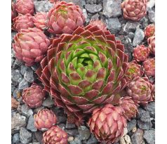 Jovibarba globiferum ssp. hirtum ANDREAS