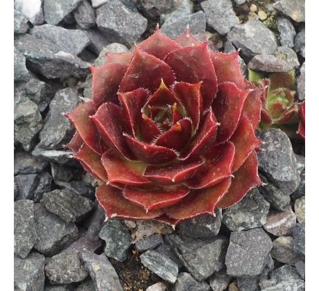 Sempervivum LUCY LIU