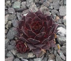 Sempervivum GERI MORI