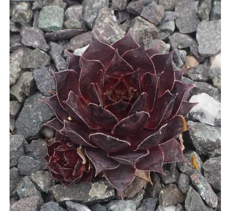 Sempervivum GERI MORI