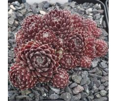 Sempervivum SUN QUEEN