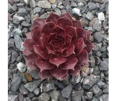 sempervivum PACIFIC DEEP