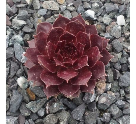 sempervivum PACIFIC DEEP