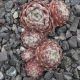 Sempervivum ZILVER OLYMPIC