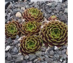 Sempervivum HAYNALDII