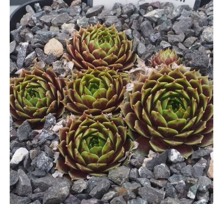 Sempervivum HAYNALDII