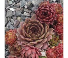 Sempervivum OCTER