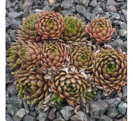 Sempervivum COOL BREEZE