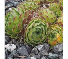 Sempervivum GRAUE WIMPER